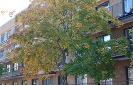 1 bedroom Apartments for rent in Villeray - Saint-Michel - Parc-Extension at 7600 Lajeunesse - Photo 01 - RentQuebecApartments – L668